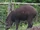Tapirus
