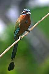 Blue-crowned Motmot front 2