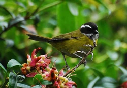 Sooty-capped Bush-tanager