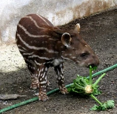Cría de tapir.