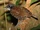 Gymnopithys leucaspis