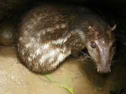 Cuniculus paca