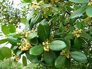 Guanandi con sus flores
