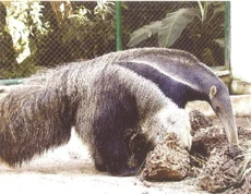 Oso hormiguero o jurumí.