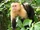 Capuchin Costa Rica.jpg