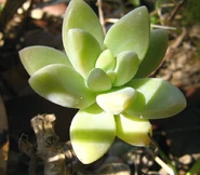 Cosecha de hongos por hormigas