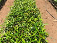 Plantados en Mococa, Brazil