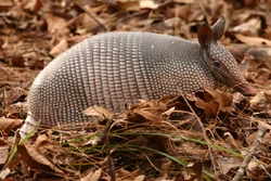 Armadillo2