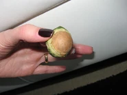 Fruta con semilla aparente