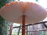 Funghi con raíces de guanandi