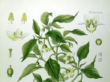 Capsicum