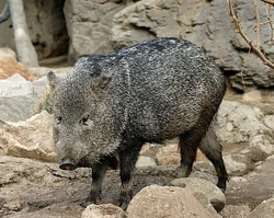 Collared Peccary
