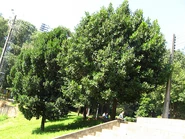 Sao Paulo, parque aclimação, Brazil