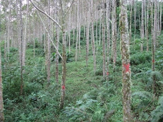 Alnus acuminata