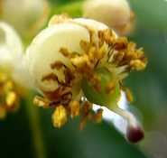 Detalle de flor fecundada