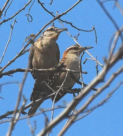 Rufous-naped Wren