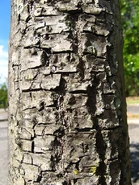 Guanandi - Jacareuba