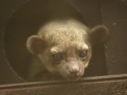 Kinkajou 
