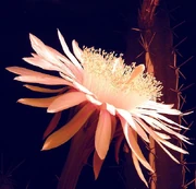 Flor de Acanthocereus tetragonus.
