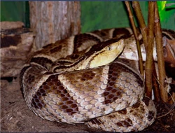 Bothrops-asper