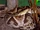 Bothrops-asper.jpg
