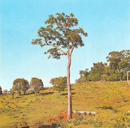 Cedrela tubiflora