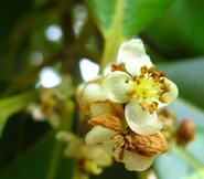 Guanandi puede cambiar el sexo