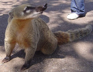 Coatí, .