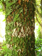 Jacareuba, parecido a piel de yacaré, cocodrilo brasileño.