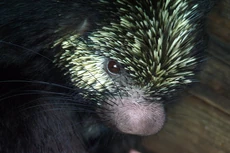 Mexican-hairy-porcupine-1