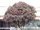 Plumeria rubra