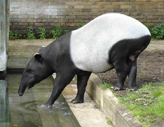 Tapir malayo (), única especie actual que sobrevive fuera de América.