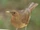 Turdus grayi