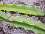 Acanthocereus tetragonus