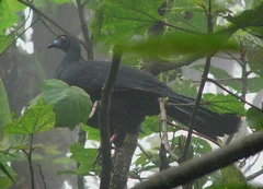 Black Guan