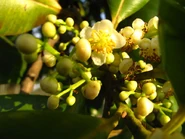 Femenina o hermafrodita