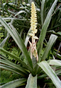 Androlepis skinneri HabitusInflorescence BotGardBln1205