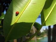 Lady bird - Coccinellidae en Guanandi
