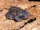 Rhinophrynus dorsalis