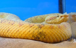 Bothriechis schlegelii-Orgrel