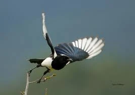 Krieke | Tier RPG Wiki | Fandom