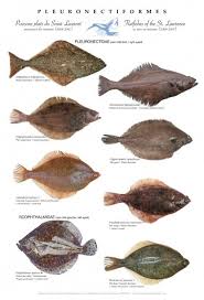 Flatfish, Tier Zoo Wiki