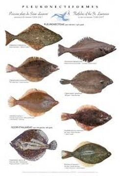 Flat fish top