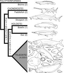 Actinopterygii - Wikipedia