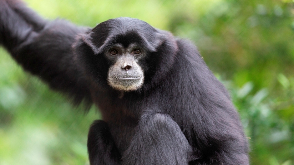 Siamang | Tier Zoo Wiki | Fandom