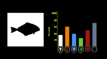 Flatfish, Tier Zoo Wiki