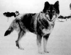 Statue of Balto - Wikipedia