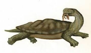 Carbonemys Vs Titanoboa