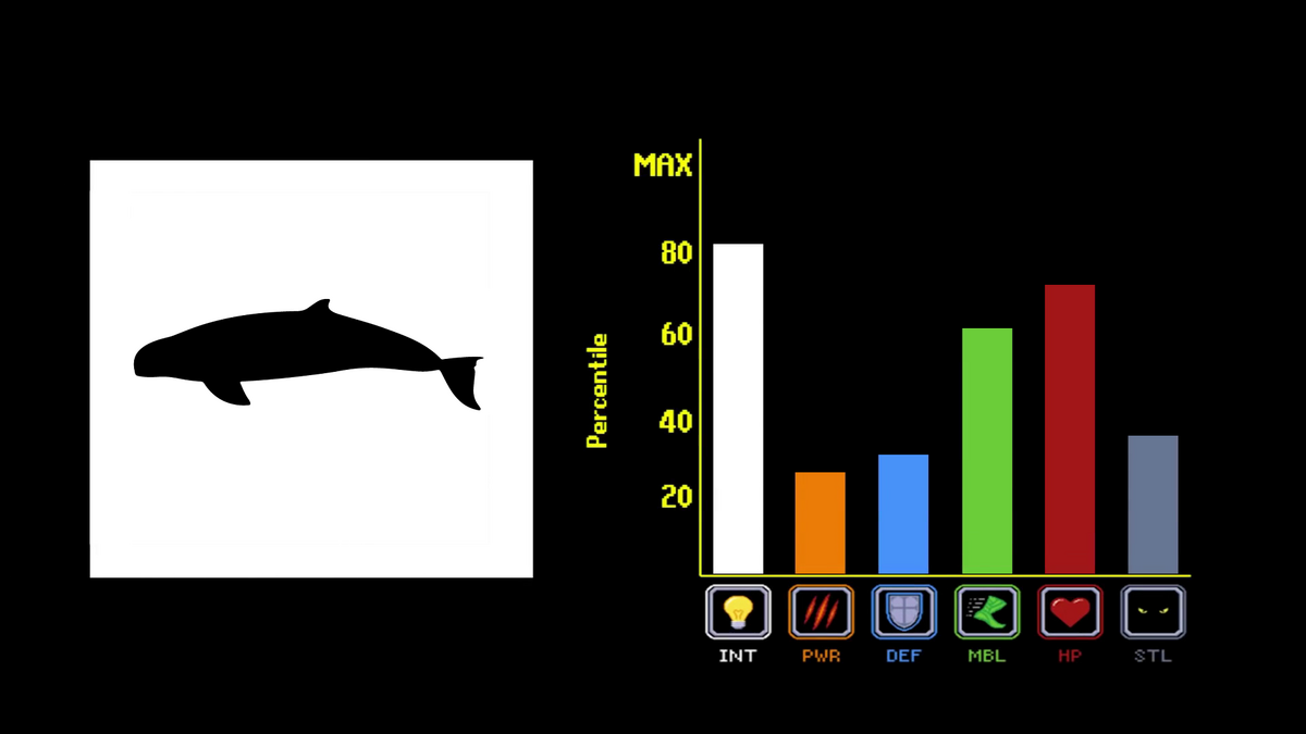 Irrawaddy Dolphin | Tier Zoo Wiki | Fandom