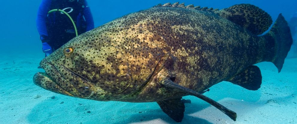 Ultimate Fishing Simulator S6 #4 - Florida DLC: Atlantic Goliath Grouper & Perso